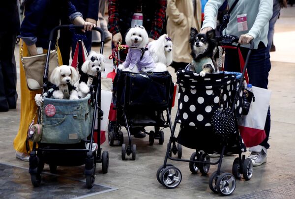 Посетители везут своих домашних собак на колясках во время выставки собак в Токио, Япония - Sputnik Грузия
