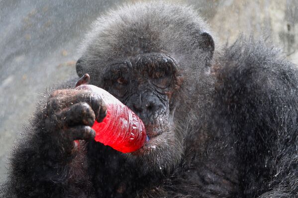 Шимпанзе пьет подслащенную воду в жаркий день в зоопарке Дусит в Бангкоке, Таиланд - Sputnik Грузия