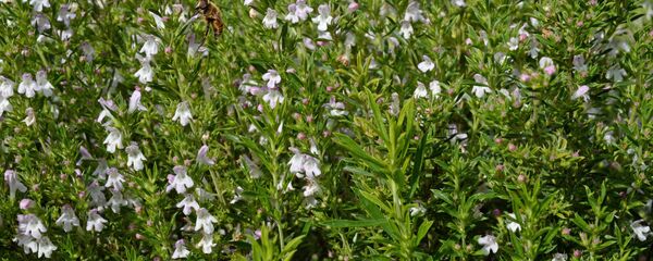 მთის ქონდარი - Sputnik Грузия