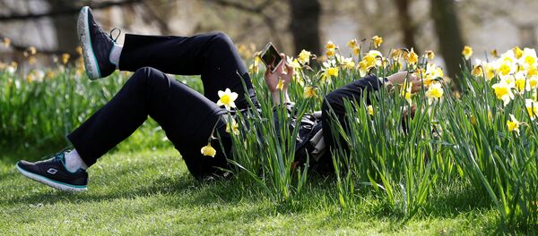 ნარცისების ბაღი - Sputnik საქართველო