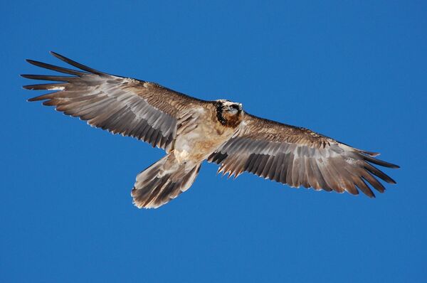 Мир птиц в Грузии: разновидности и особенности - Sputnik Грузия