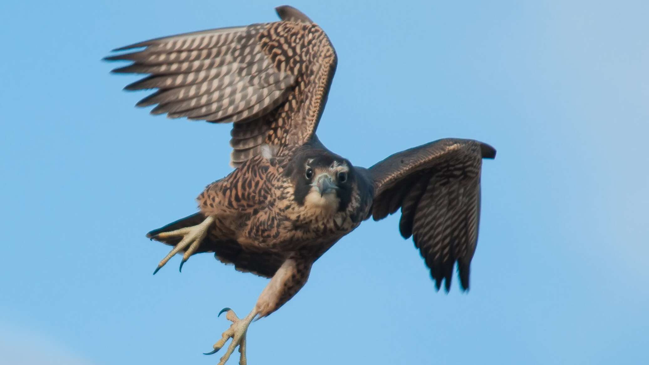 Fast bird. Сокол Сапсан птица. Сокол Сапсан фото. Хищные птицы Грузии. Сокол грузинский.