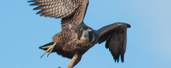 Сокол - Sputnik Грузия