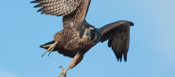 შევარდენი - Sputnik საქართველო