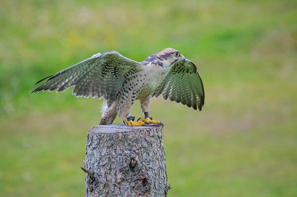 გავაზი გავაზი - Sputnik საქართველო
