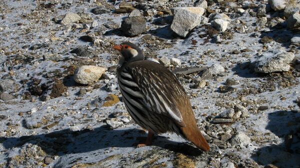 შურთხი - Sputnik საქართველო
