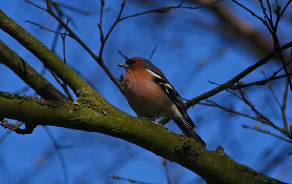 ნიბლია ნიბლია - Sputnik საქართველო