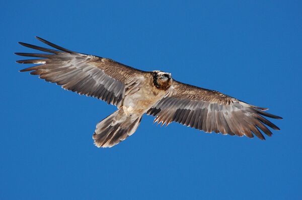 ბატკანძერი ბატკანძერი - Sputnik საქართველო