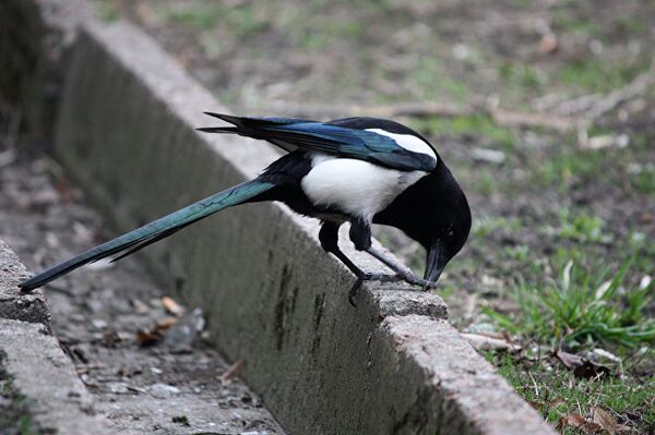 კაჭკაჭი კაჭკაჭი - Sputnik საქართველო