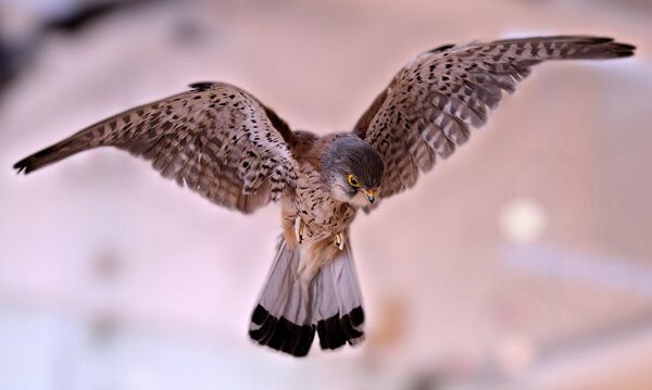 შევარდენი შევარდენი - Sputnik საქართველო