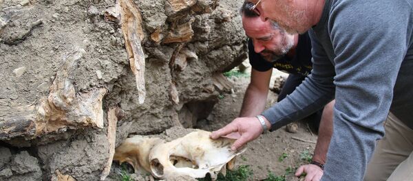 თბილისის ზოოპარკის დირექტორი ზურაბ გურიელიძე - Sputnik საქართველო