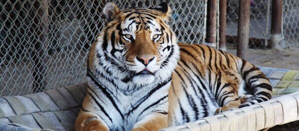 Сибирский тигр в зоопарке - Sputnik Грузия