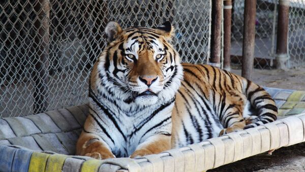Сибирский тигр в зоопарке - Sputnik Грузия