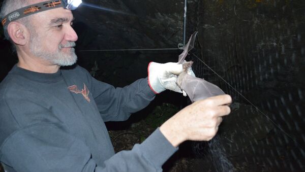 Доктор Родриго Медельин держит летучую мышь - Sputnik Грузия