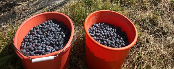 Сбор голубики - Sputnik Грузия