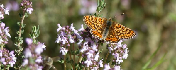 ბეგქონდარა (Thymus vulgaris) ბეგქონდარა (Thymus vulgaris) - Sputnik საქართველო