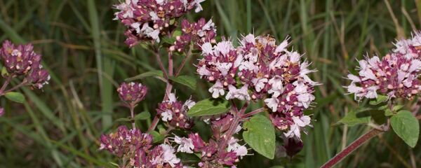 ბეგქონდარა ბეგქონდარა - Sputnik საქართველო