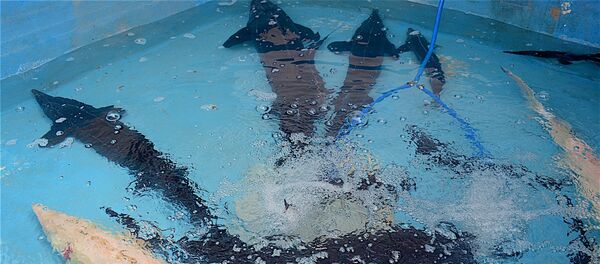 თევზის ფესტივალი ბათუმში თევზის ფესტივალი ბათუმში - Sputnik საქართველო