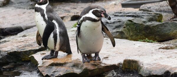 პინგვინები პინგვინები - Sputnik საქართველო