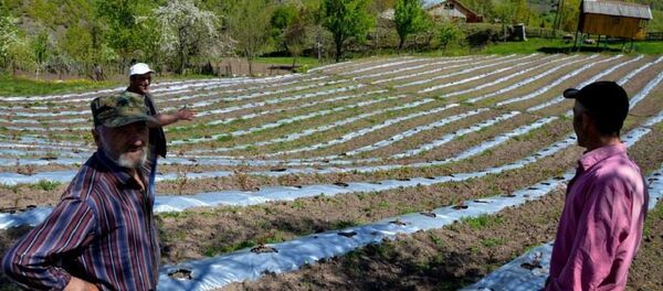 აჭარის სოფლის, ბუთურაულის ფერმერები აჭარის სოფლის, ბუთურაულის ფერმერები - Sputnik საქართველო