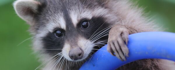 Енот-полоскун. - Sputnik Грузия