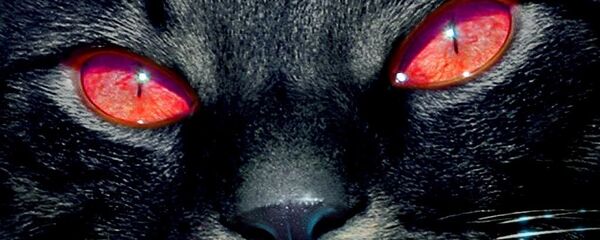 შავი კატა შავი კატა - Sputnik საქართველო