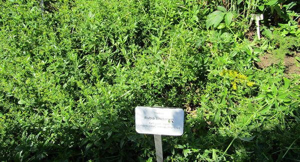 Эндро - только в Грузии: этим растением красят яйца на Пасху Эндро - только в Грузии: этим растением красят яйца на Пасху - Sputnik Грузия