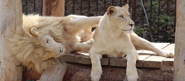 Львы в Тбилисском зоопарке - Sputnik Грузия