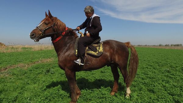 Самый большой боевой конь в Кыргызстане — его не продали за $1 млн - Sputnik Грузия