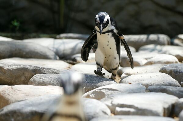Но пожалуй, самой популярной стала серия снимков из тбилисского зоопарка, опубликованная всеми агентствами. На фото - ффриканский пингвин гуляет по новому вольеру в тбилисском зоопарке. Бристольский зоопарк (Великобритания) подарил Тбилисскому зоопарку, пострадавшему несколько лет в результате сильного наводнения, 19 африканских пингвинов - Sputnik Грузия