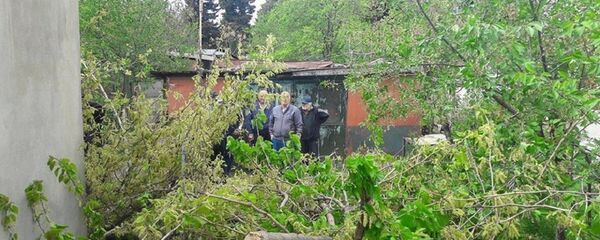 რუსთავში ქარმა ხეები წააქცია რუსთავში ქარმა ხეები წააქცია - Sputnik საქართველო