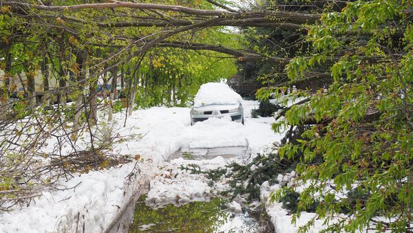 После снегопада Кишинев превратился в кладбище деревьев - Sputnik Грузия