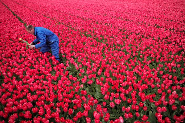 Фермер Пит Уормердам убирает желтый тюльпан с поля красного цвета, так как его рост может повредить остальным, Нидерланды - Sputnik Грузия