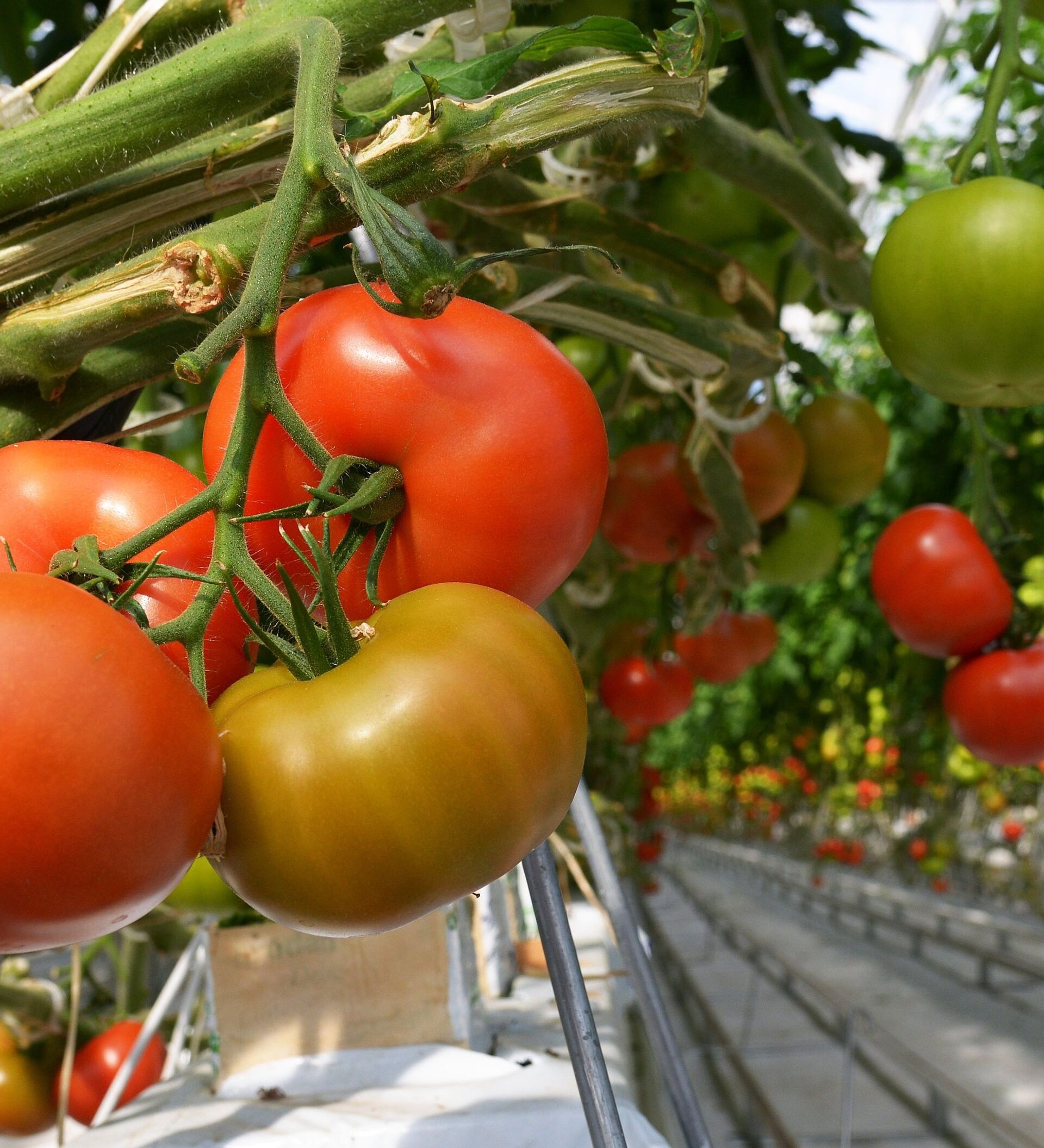 Чем подкормить рассаду помидоров и перца в домашних условиях, удобрения