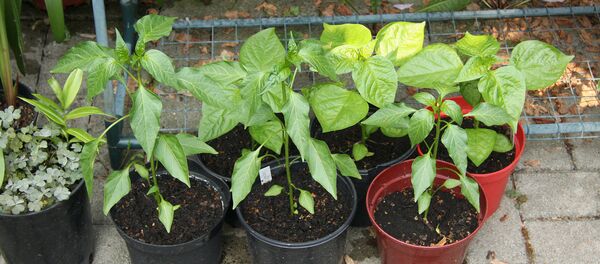 Рассада перцев - Sputnik Грузия