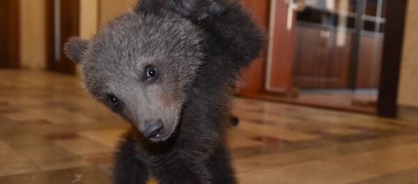 დათვის ბელი - Sputnik საქართველო