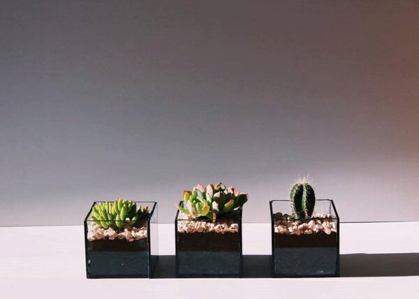 მინის ქოთნები მინის ქოთნები - Sputnik საქართველო