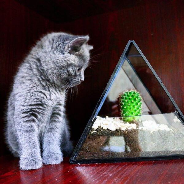 კაკტუსი მინის ქოთანში კაკტუსი მინის ქოთანში - Sputnik საქართველო