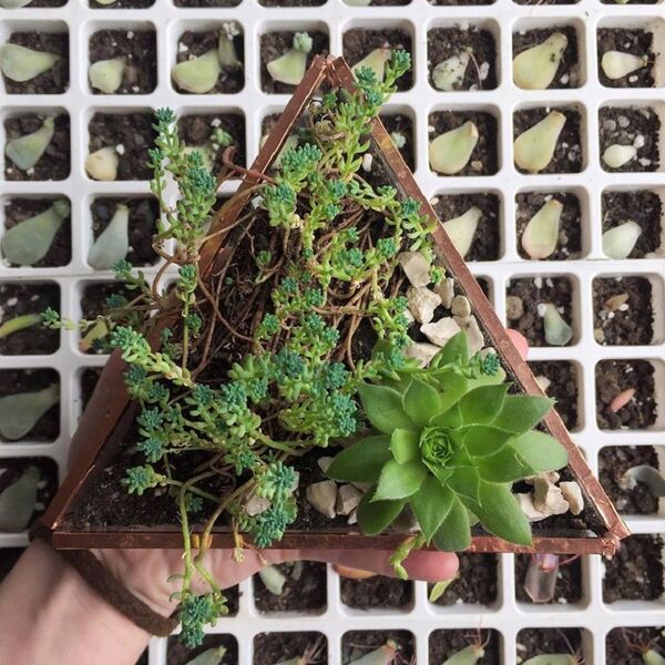 ქოთანი ქოთანი - Sputnik საქართველო