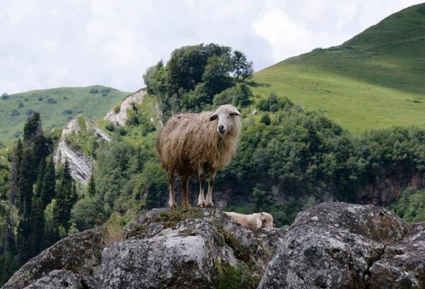 ხადა ხადა - Sputnik საქართველო