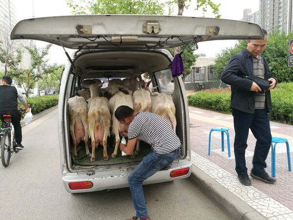 Мужчина продает свежее козье молоко в задней части микроавтобуса в Сиане, провинция Шэньси, Китай - Sputnik Грузия