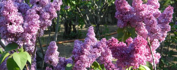 იასამანი იასამანი - Sputnik საქართველო