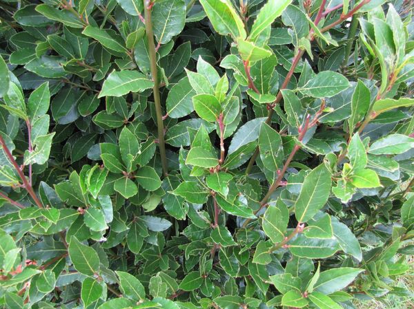 დაფნის ბუჩქი - Sputnik Грузия