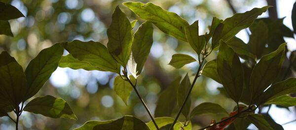 დაფნის ფოთლები - Sputnik საქართველო