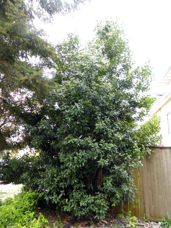 დაფნა - Sputnik Грузия