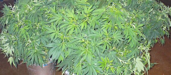 მარიხუანა - Sputnik საქართველო