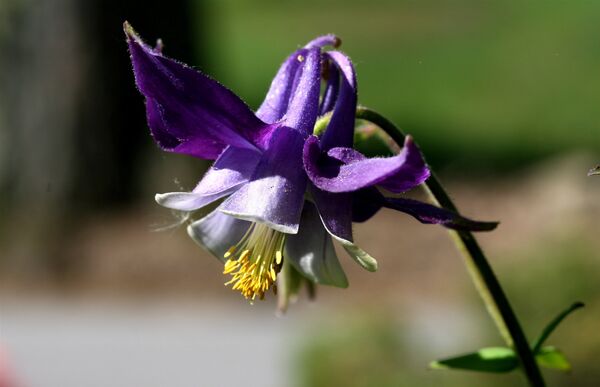 Аквилегия - Sputnik Грузия