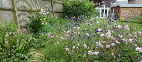 Аквилегии на дачном участке - Sputnik Грузия