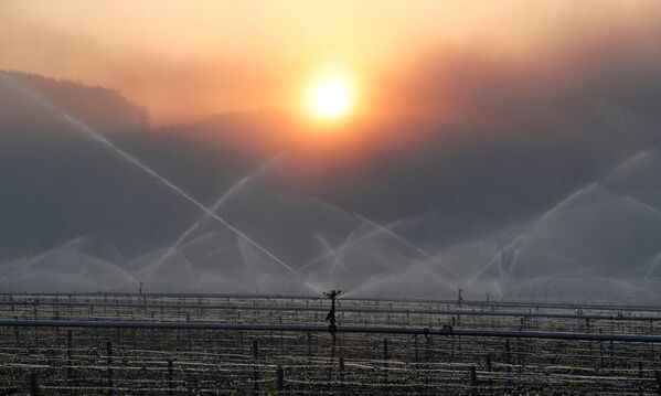 Распыление воды над виноградниками в Шабли, Франция. Однако принимаемые меры вряд ли спасут урожай - Sputnik Грузия