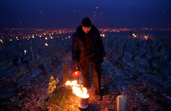 Апрельские заморозки во Франции, начавшиеся 20 апреля, и уничтожившие значительную часть урожая винограда, могут негативно отразиться на стоимости винодельческой продукции - ожидается, что виноградари поднимут цены на вино, особенно если им придется покупать виноград у сторонних производителей - Sputnik Грузия